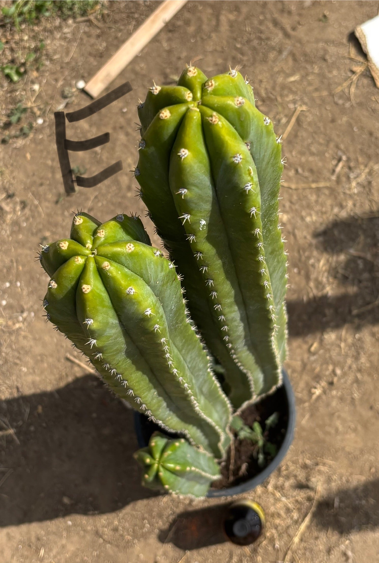 #EC125 EXACT GIANT Trichocereus Pachanoi PC Cactus Potted Specimens