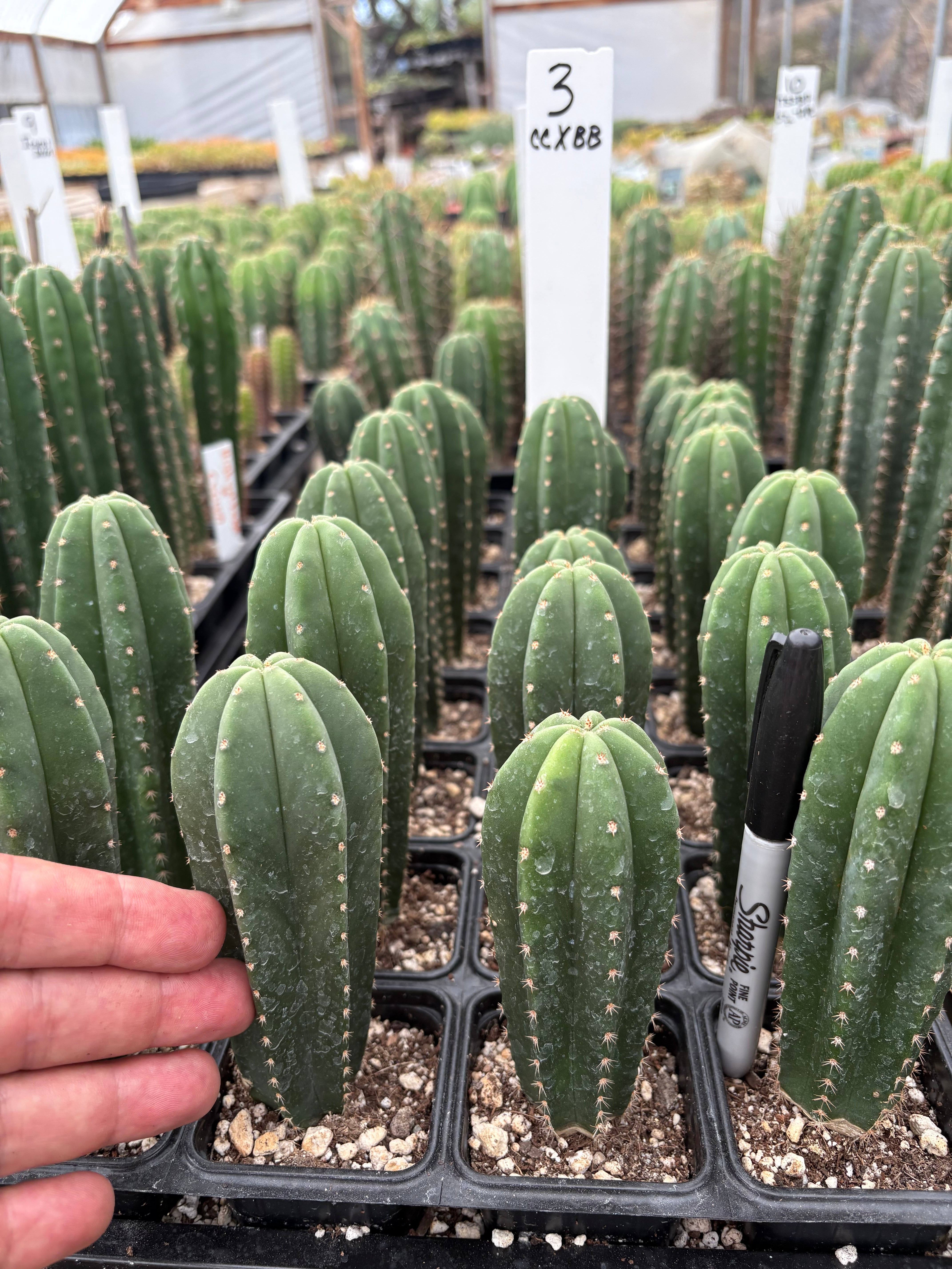 #EC225 Variety of Trichocereus Hybrid Cactus Bargain Potted Seedlings For Sale