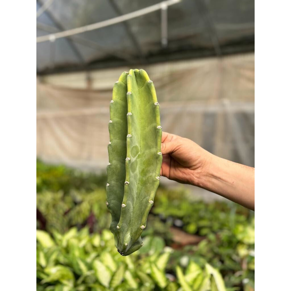 Cactus Cereus Peruvianus - 1.5 FT-Succulents and Cacti-The Succulent Source