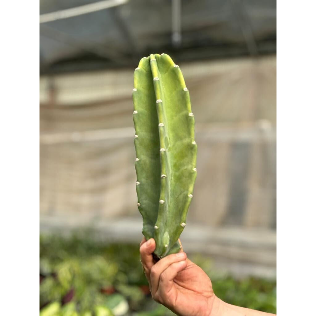 Cactus Cereus Peruvianus - 1.5 FT-Succulents and Cacti-The Succulent Source