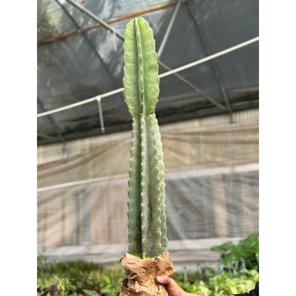 Cactus Cereus Peruvianus - 3 FT-Succulents and Cacti-The Succulent Source