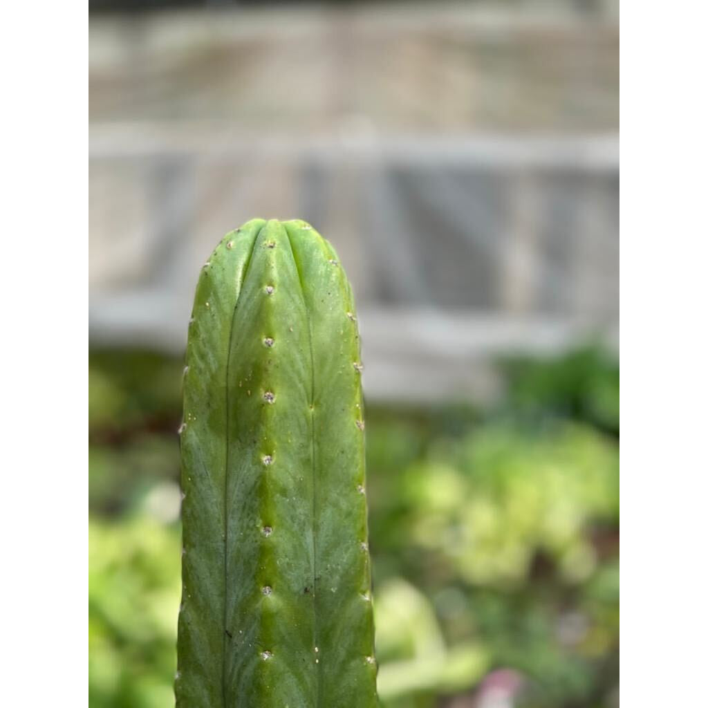 san pedro cactus echinopsis pachanoi Cactus Echinopsis Pachanoi