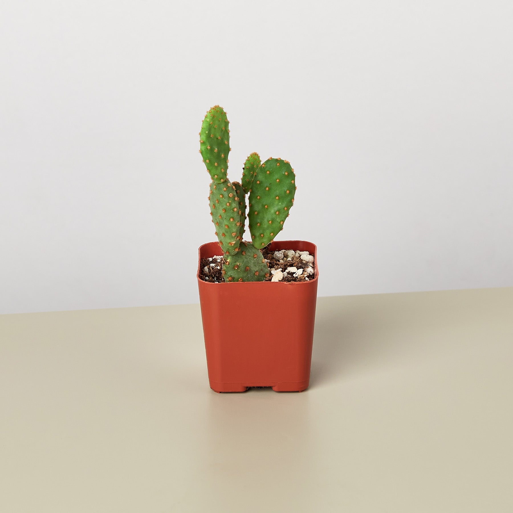 Cactus Variety - 2" Pot-Succulent-The Succulent Source