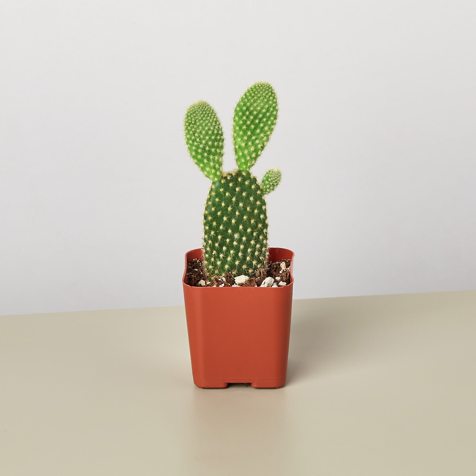 Cactus Variety - 2" Pot-Succulent-The Succulent Source