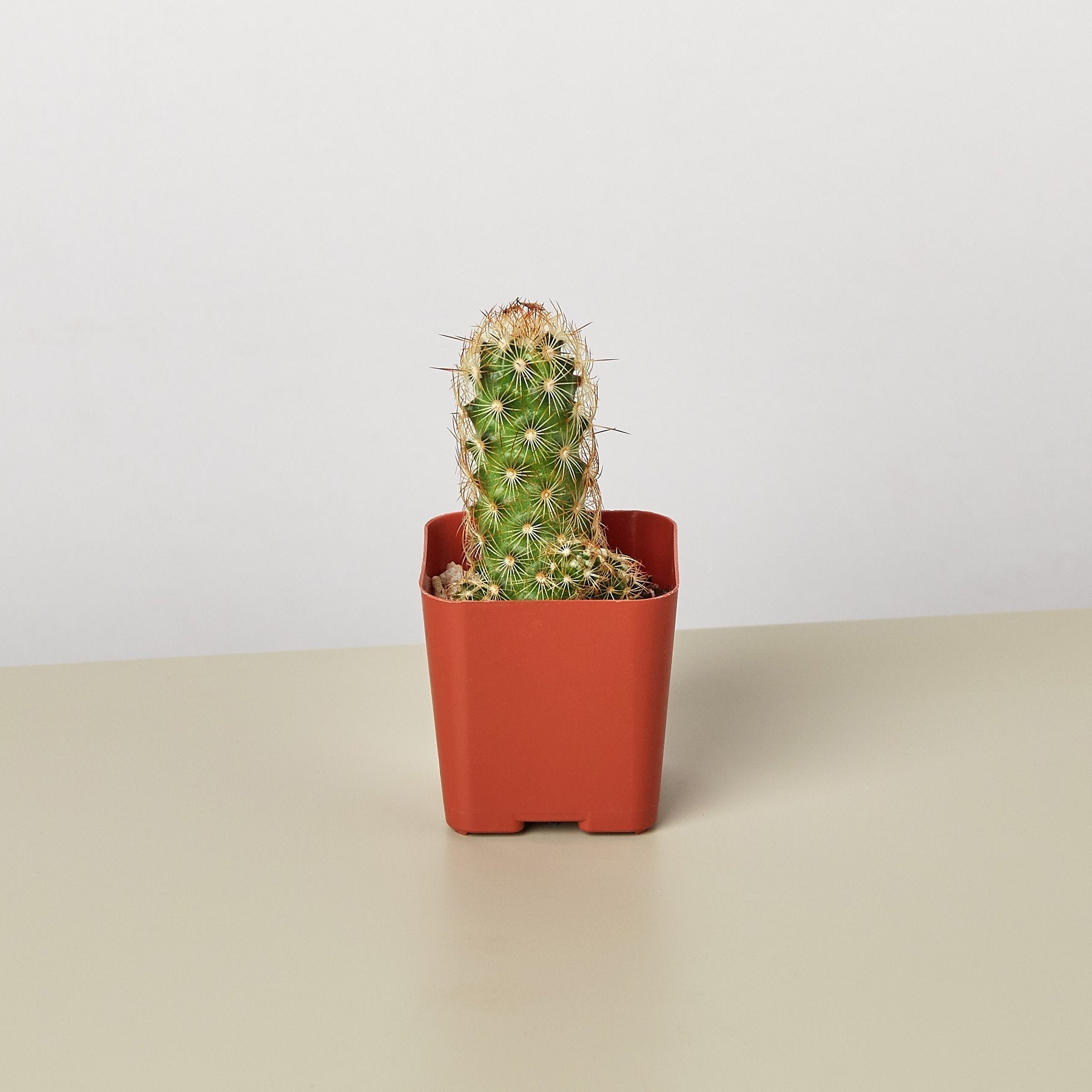 Cactus Variety - 2" Pot-Succulent-The Succulent Source