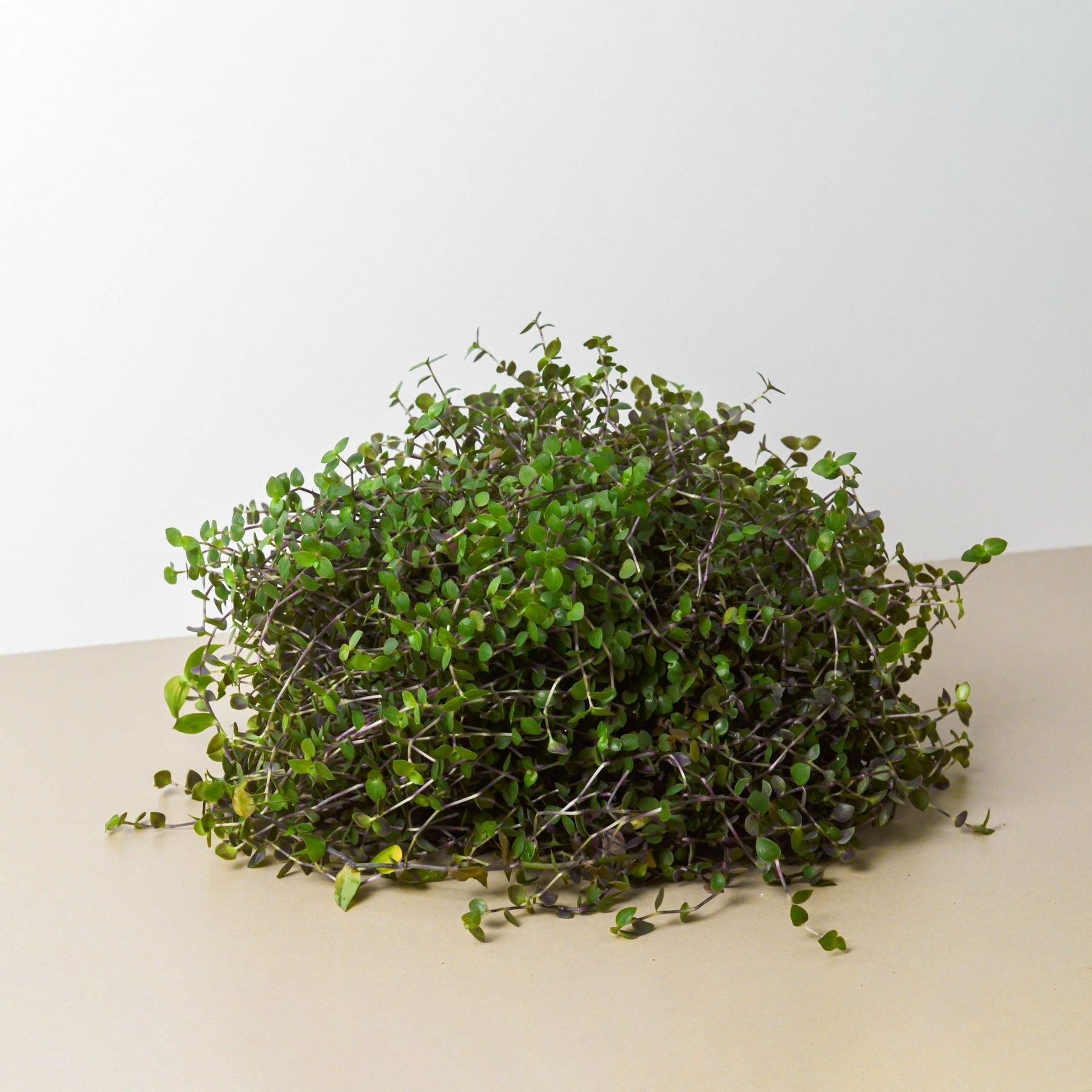 Calasia Repens-Indoor Plants-The Succulent Source