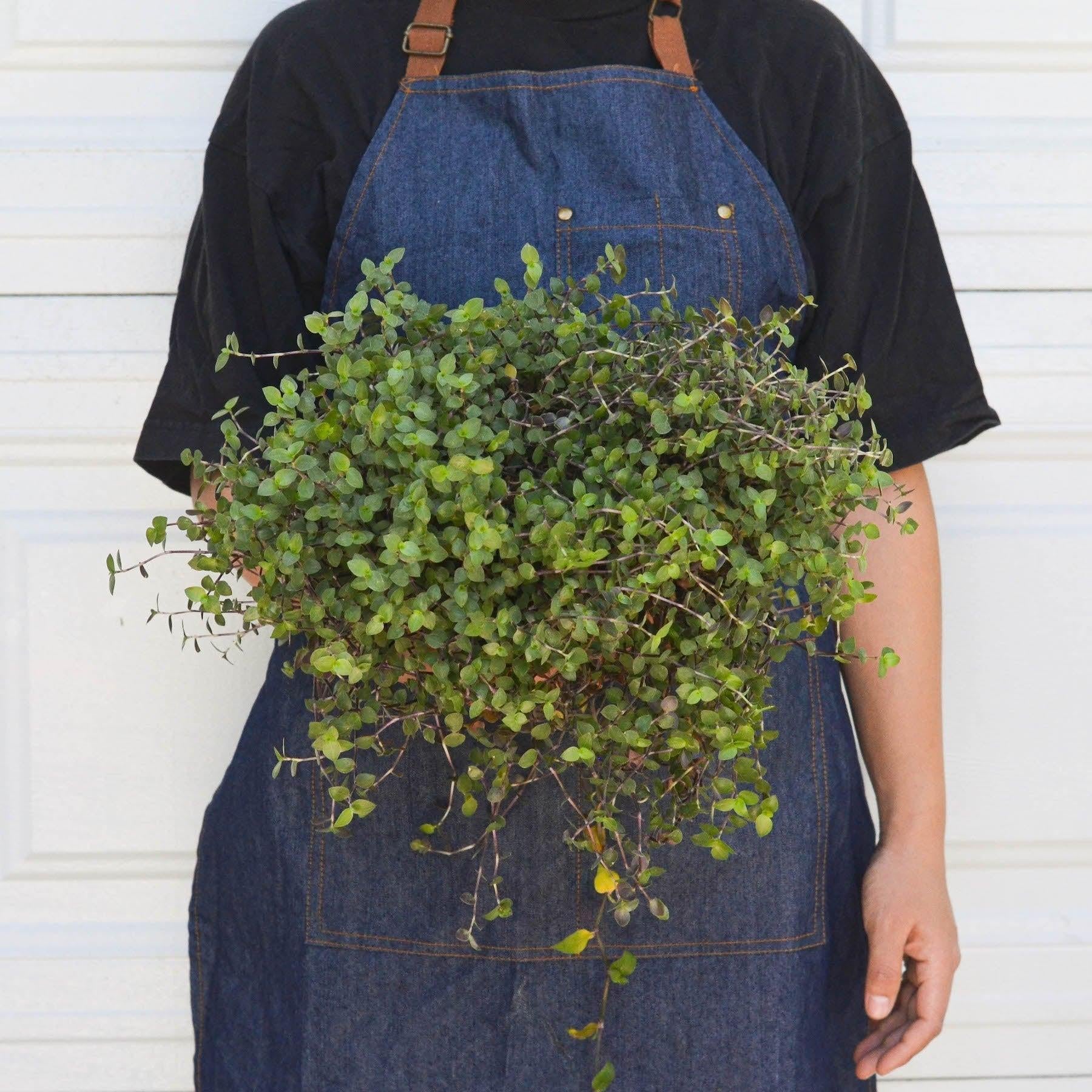 Calasia Repens-Indoor Plants-The Succulent Source
