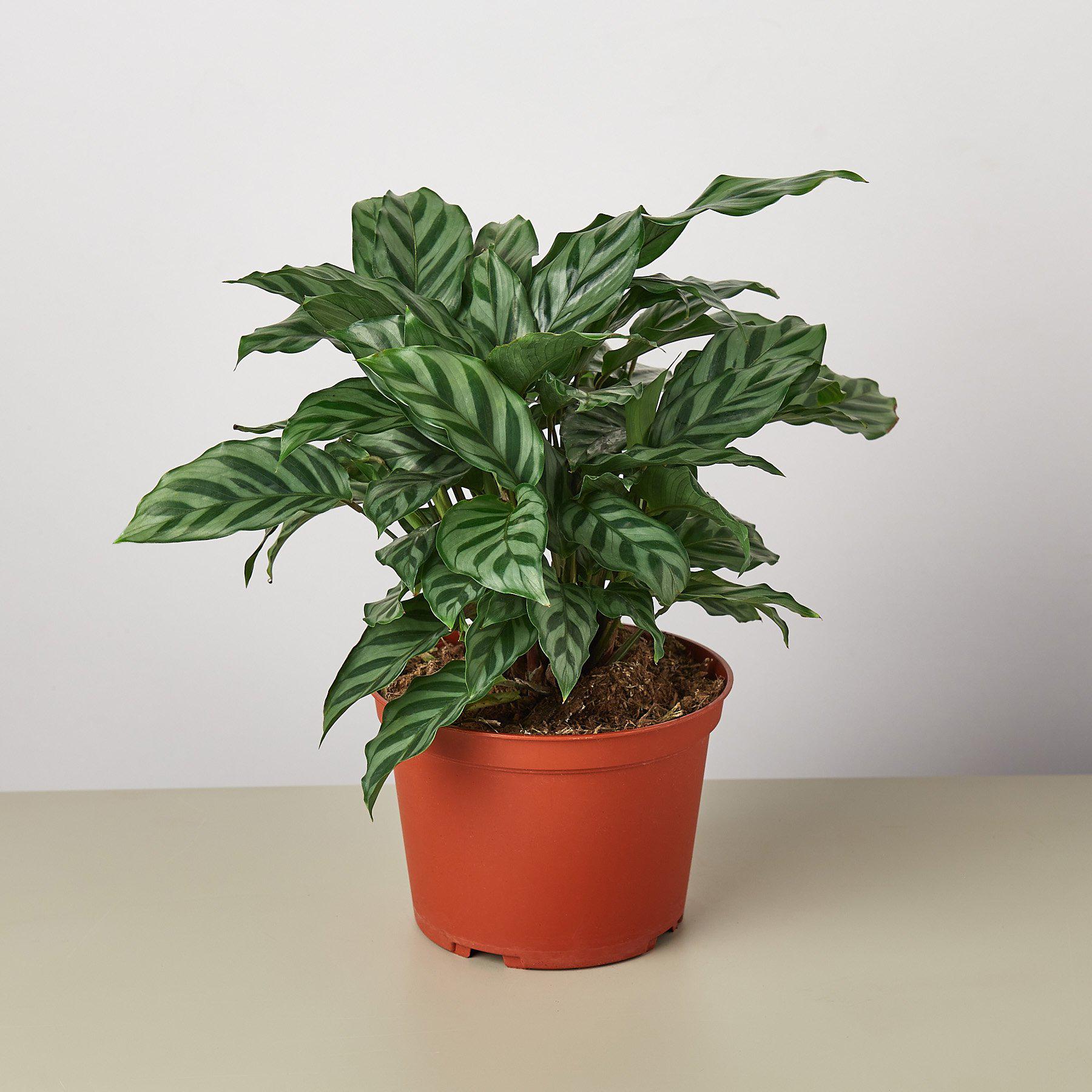 Calathea Concinna 'Freddie'-Indoor Plants-The Succulent Source