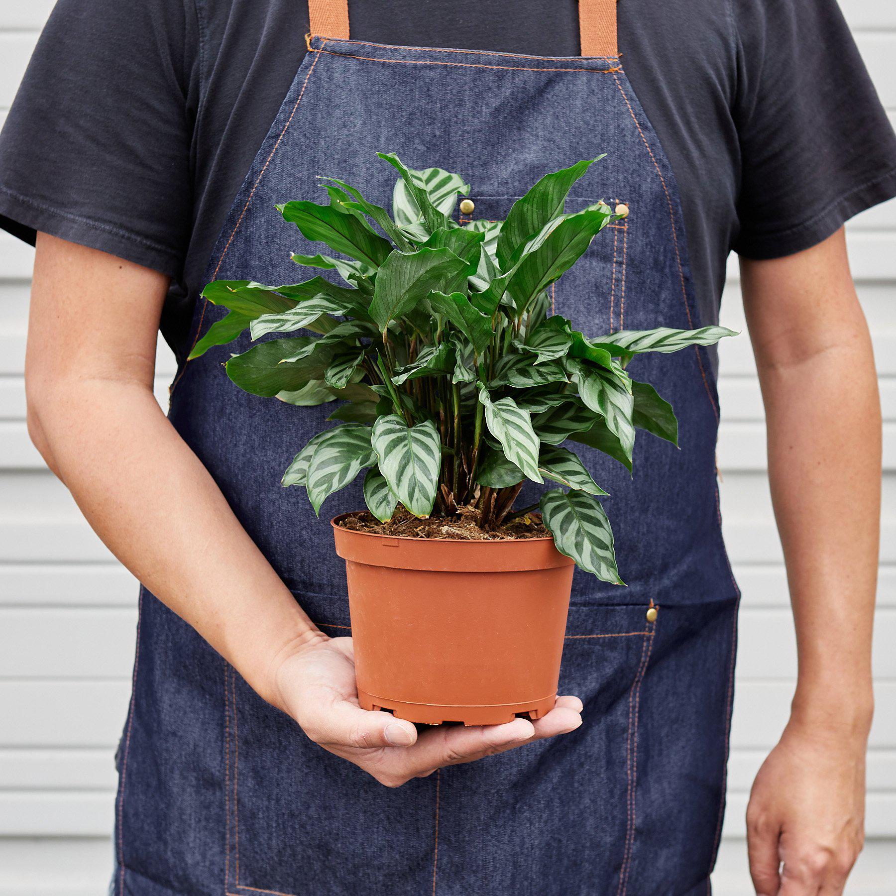Calathea Concinna 'Freddie'-Indoor Plants-The Succulent Source