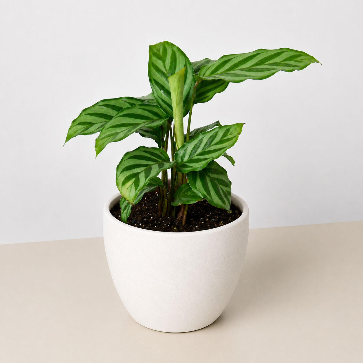 Calathea Concinna 'Freddie'-Indoor Plants-The Succulent Source