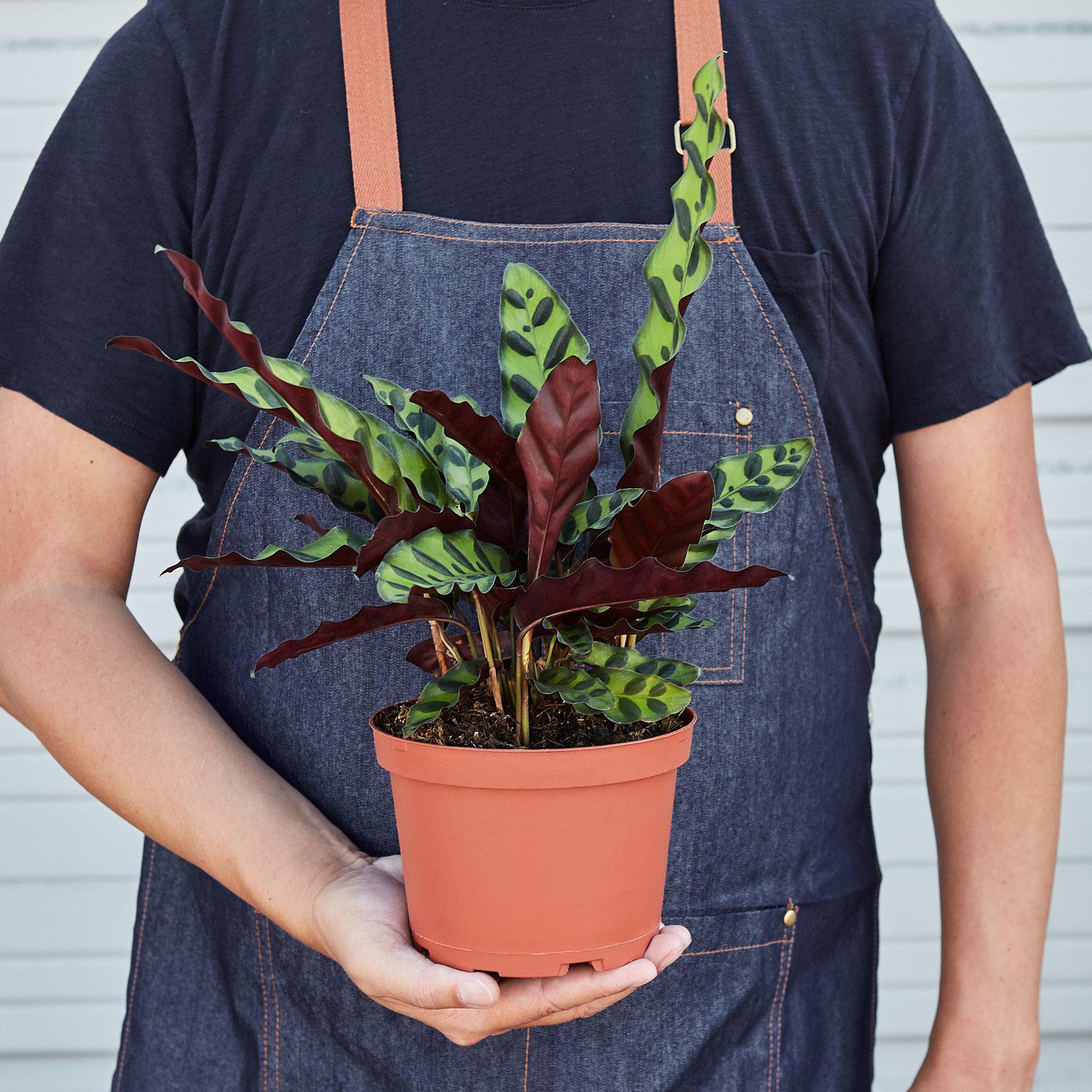Calathea Lancifolia 'Rattlesnake'-Indoor Plants-The Succulent Source
