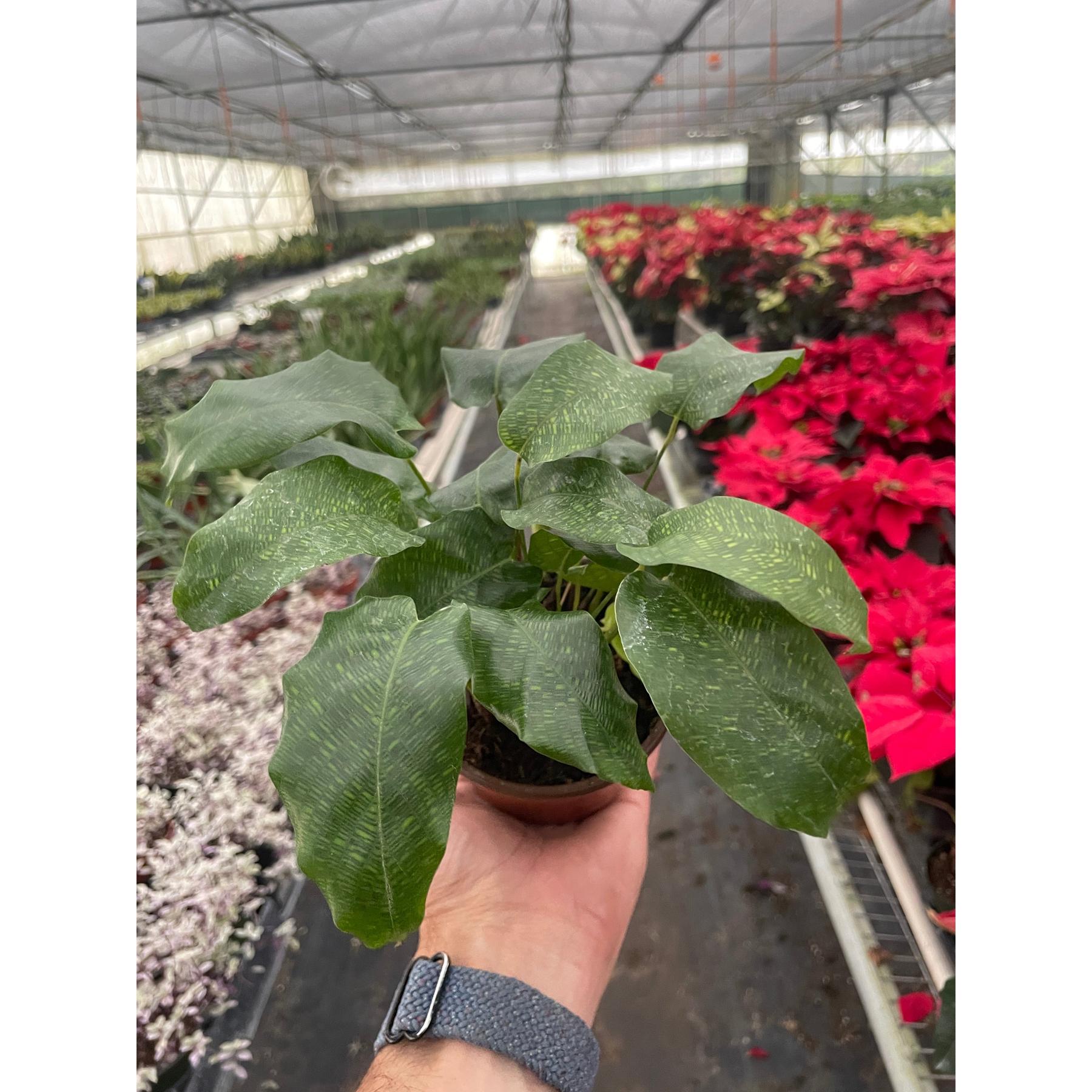 Calathea 'Musaica'-4" Plant-The Succulent Source