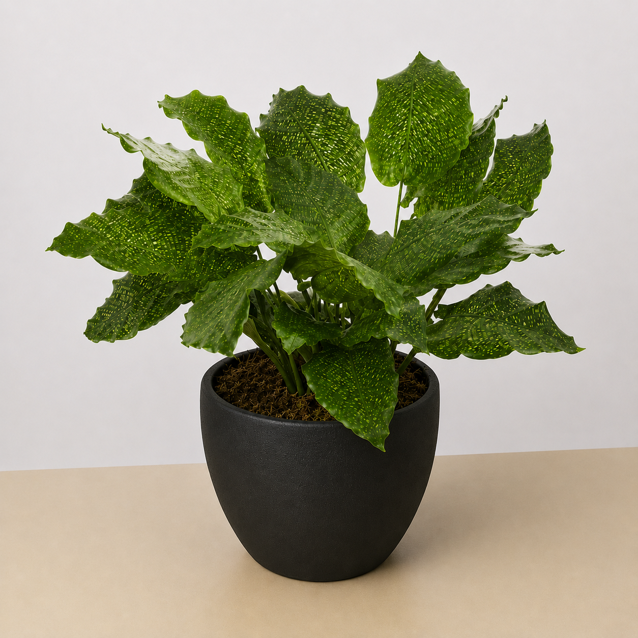 Calathea 'Musaica'-4" Plant-The Succulent Source