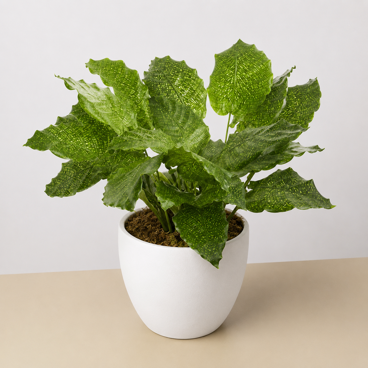 Calathea 'Musaica'-4" Plant-The Succulent Source