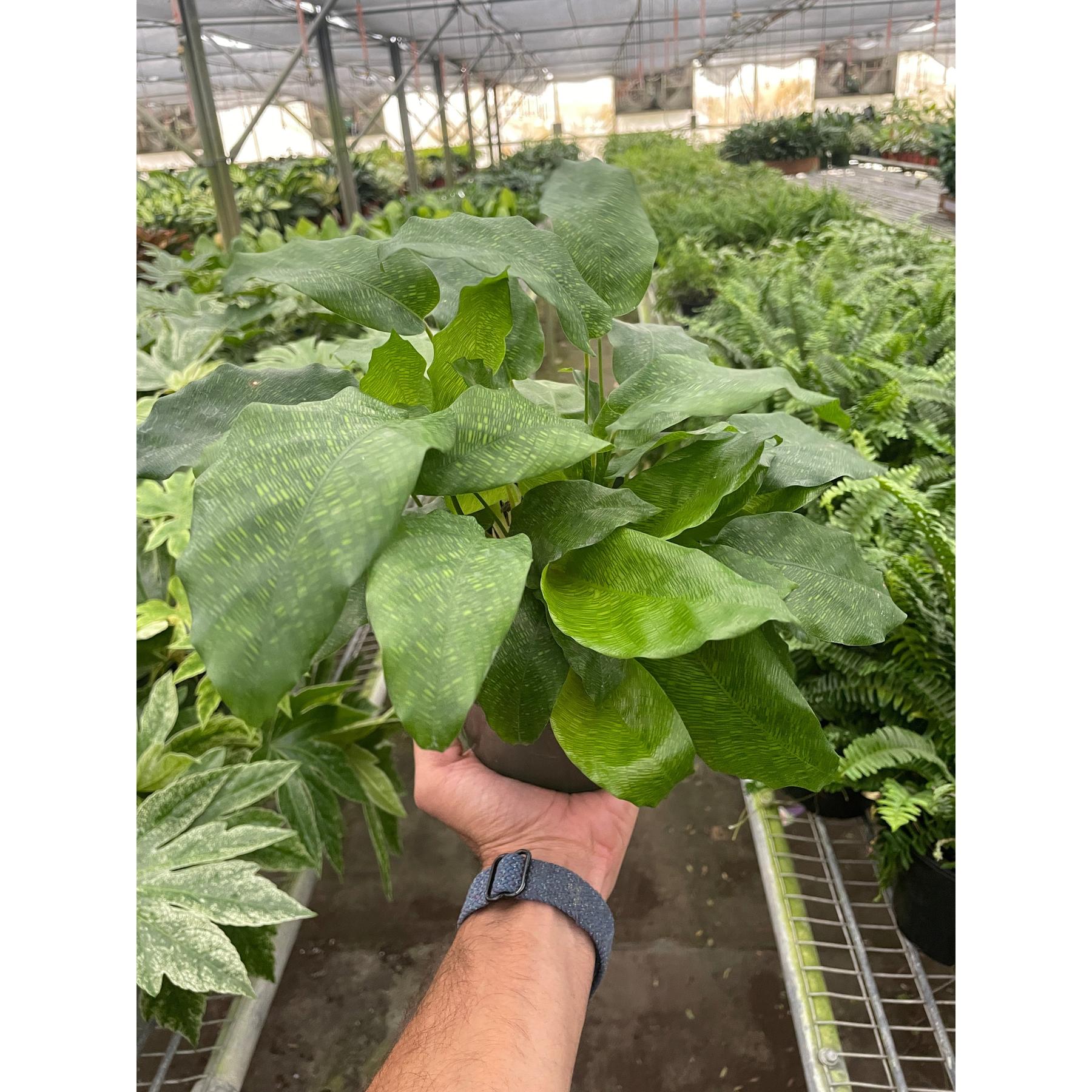 Calathea 'Musaica'-4" Plant-The Succulent Source