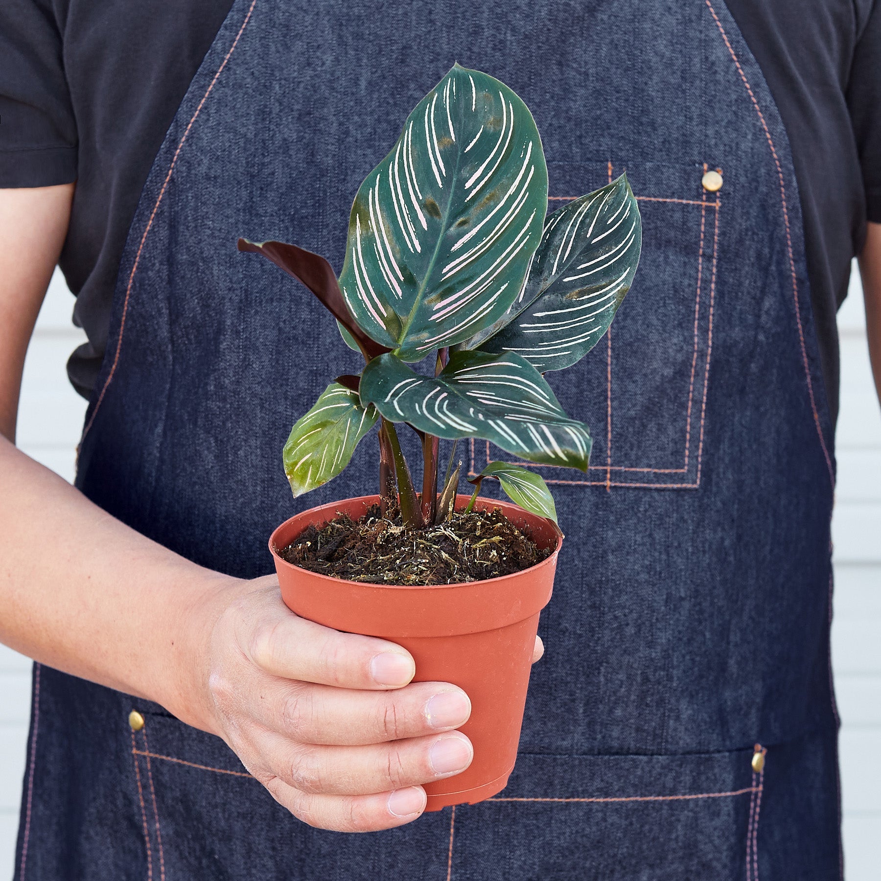 Calathea 'Ornata'-Indoor Plants-The Succulent Source
