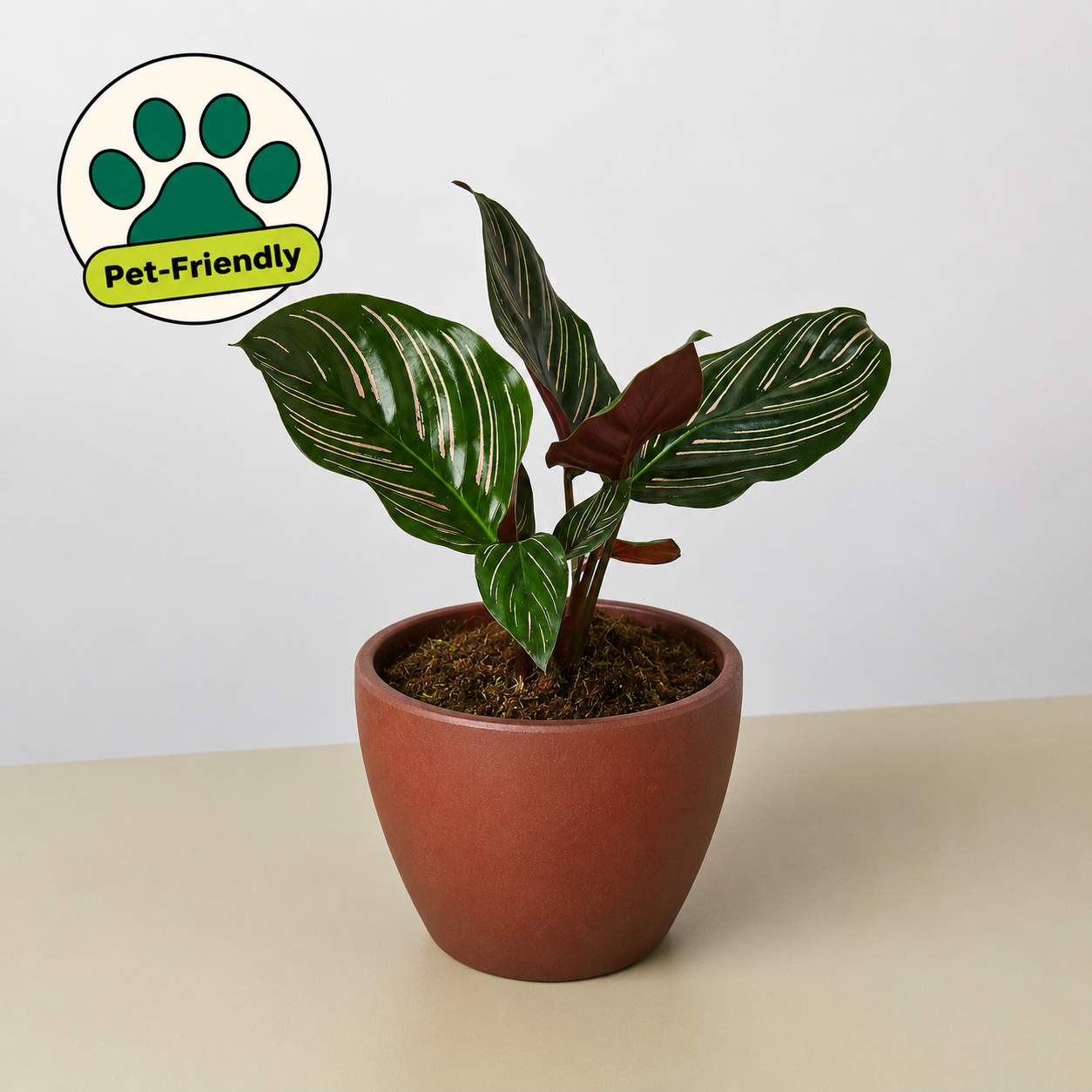 Calathea 'Ornata'-Indoor Plants-The Succulent Source