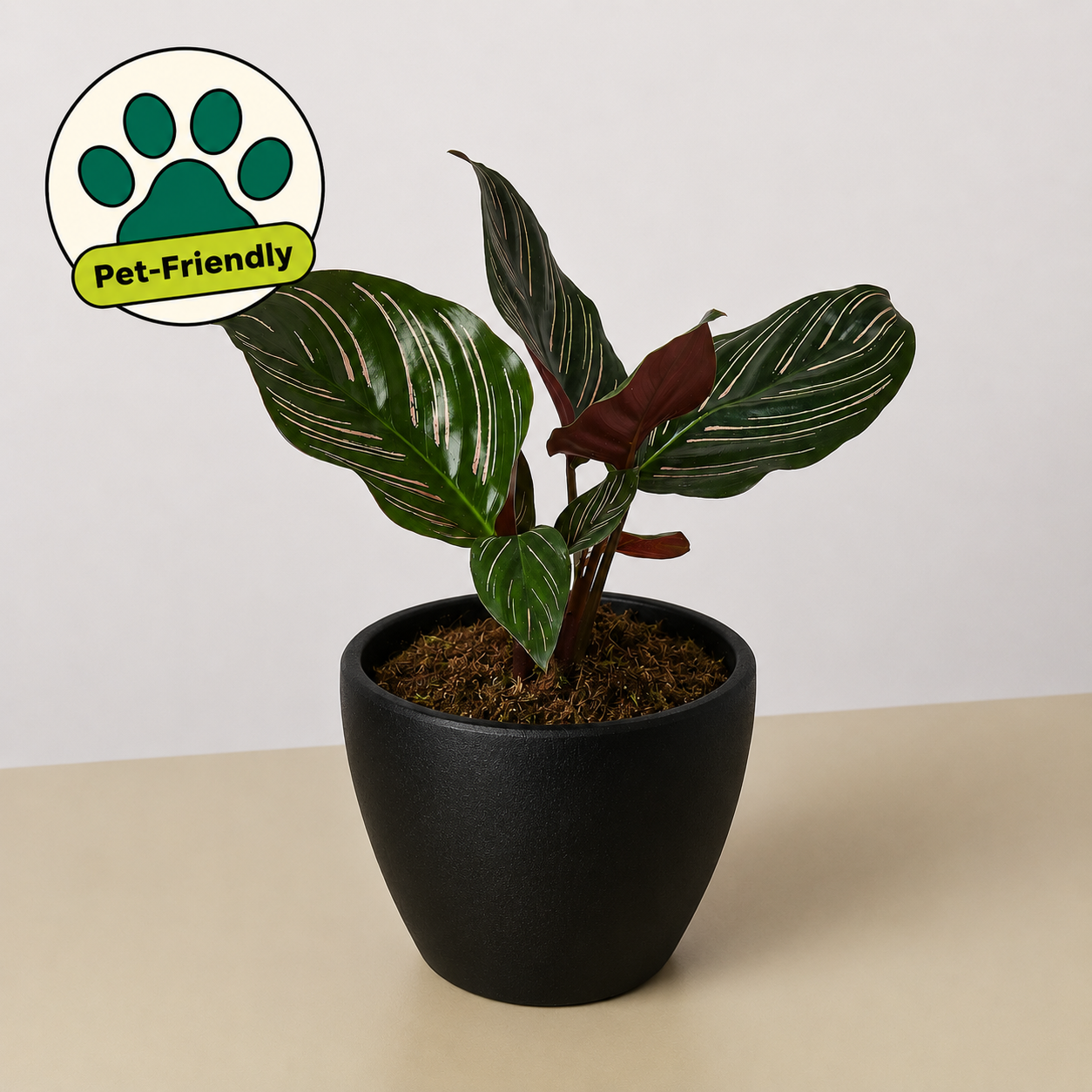 Calathea 'Ornata'-Indoor Plants-The Succulent Source