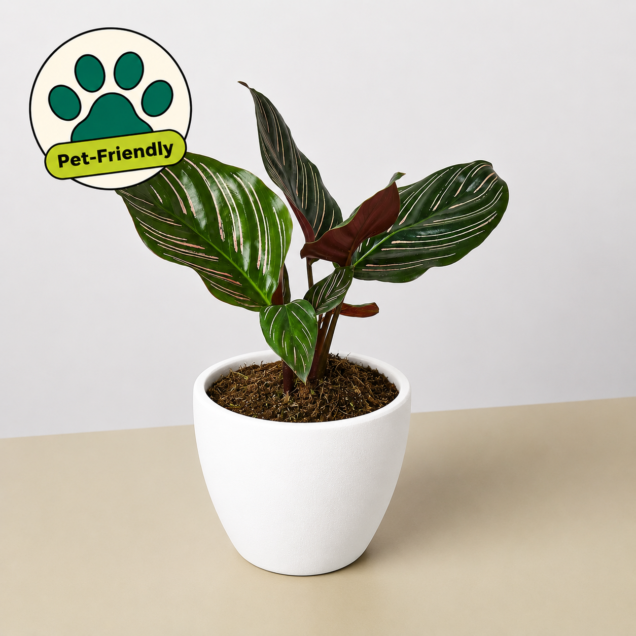 Calathea 'Ornata'-Indoor Plants-The Succulent Source