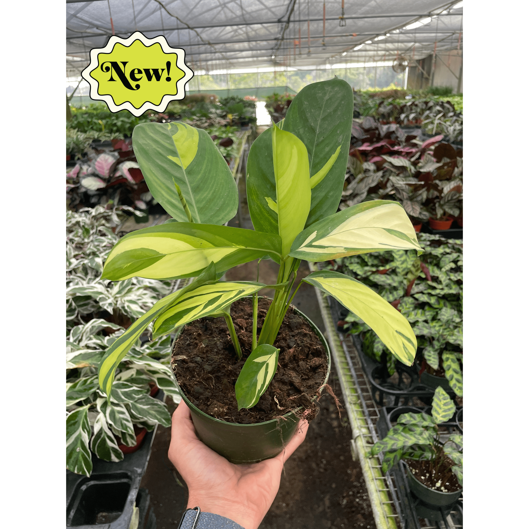 Calathea 'Pilosa'-Indoor Plants-The Succulent Source