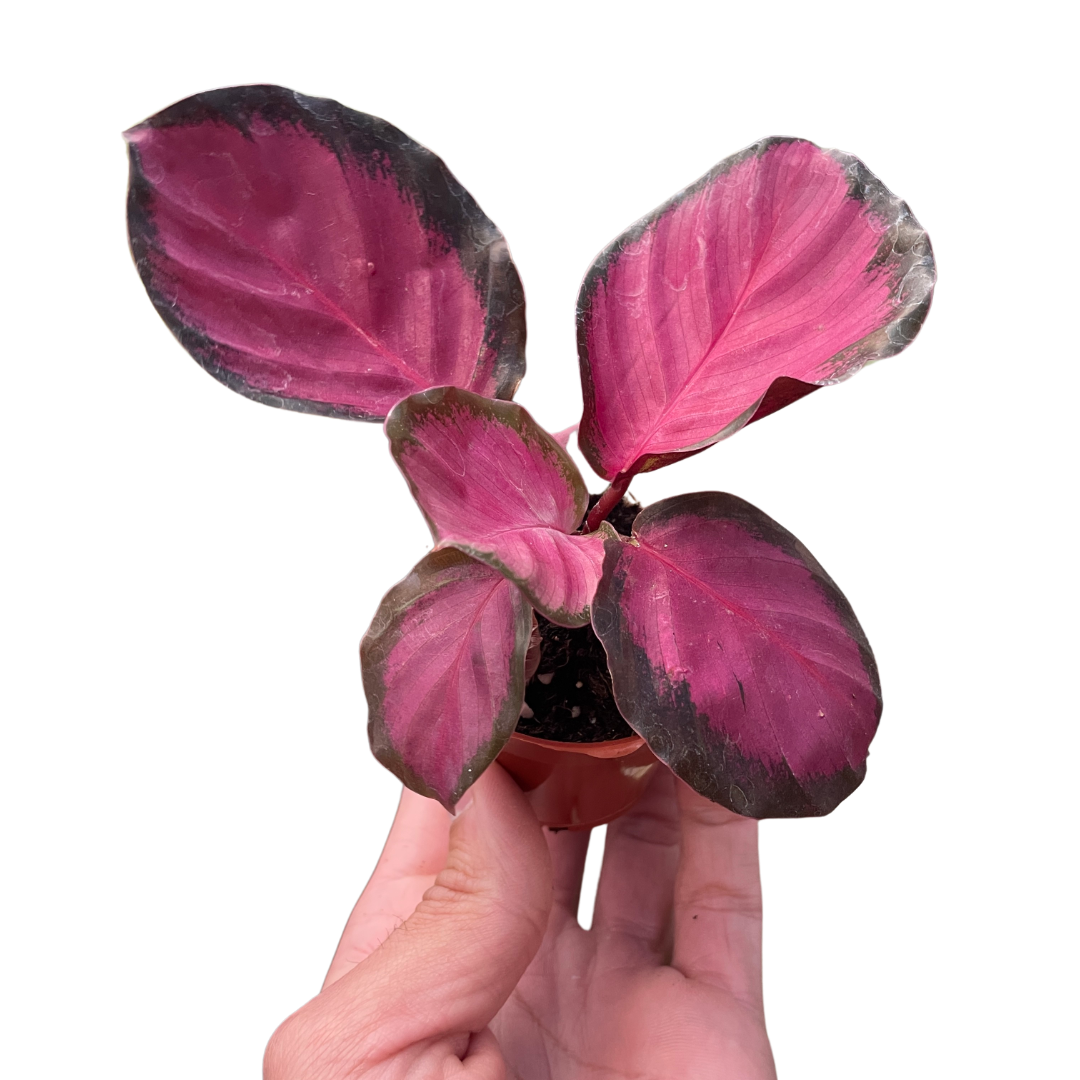 Calathea 'Purple Rose'-Indoor Plants-The Succulent Source