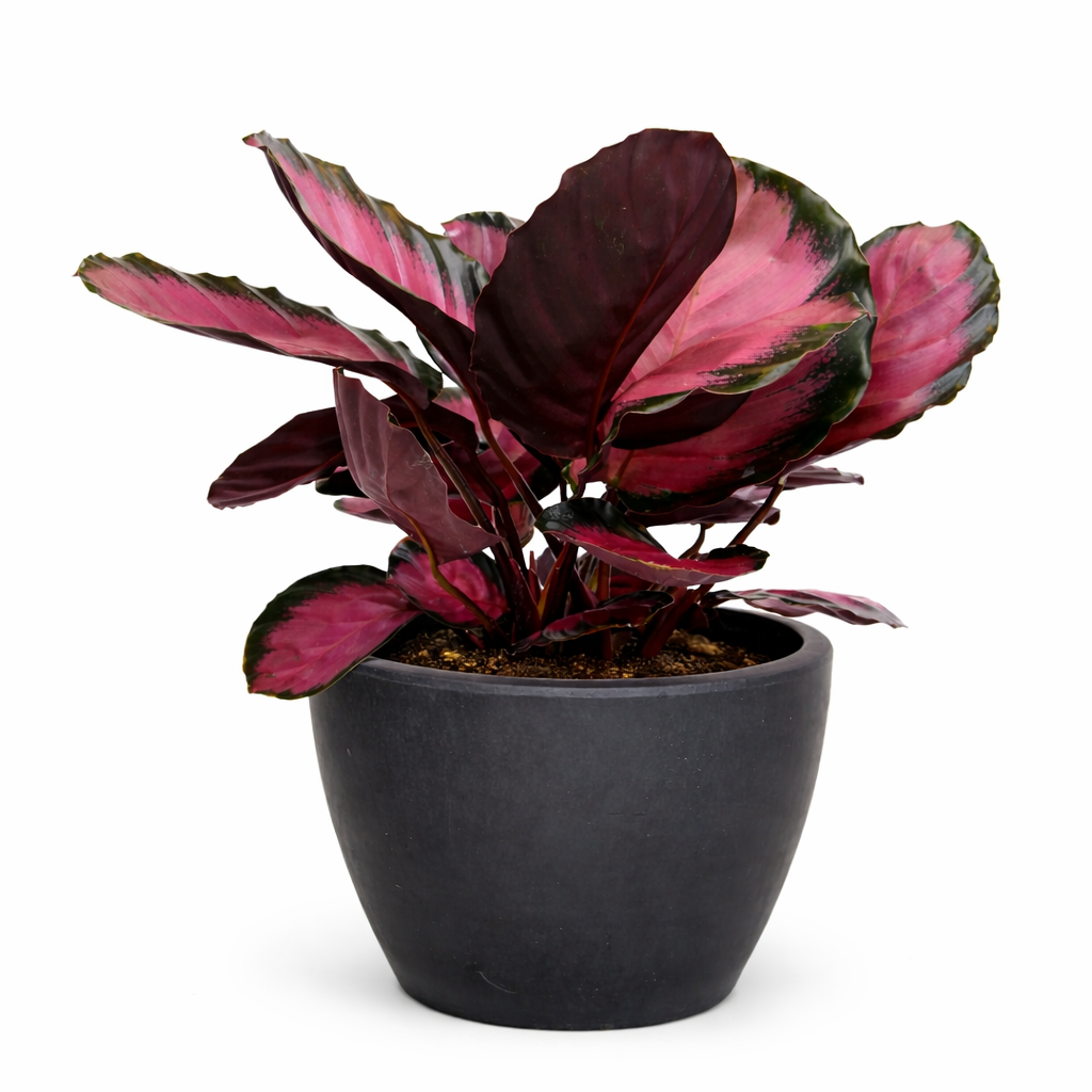 Calathea 'Purple Rose'-Indoor Plants-The Succulent Source