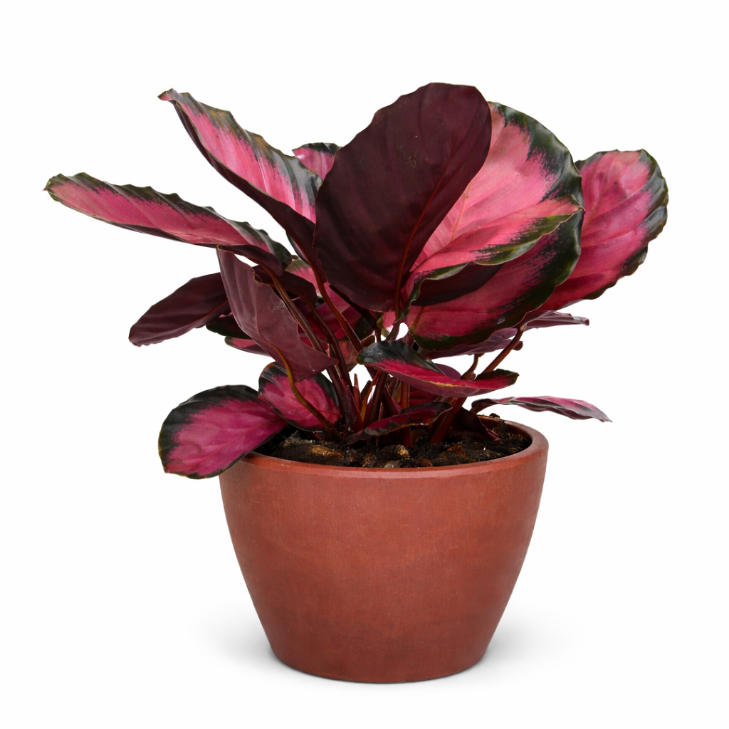 Calathea 'Purple Rose'-Indoor Plants-The Succulent Source
