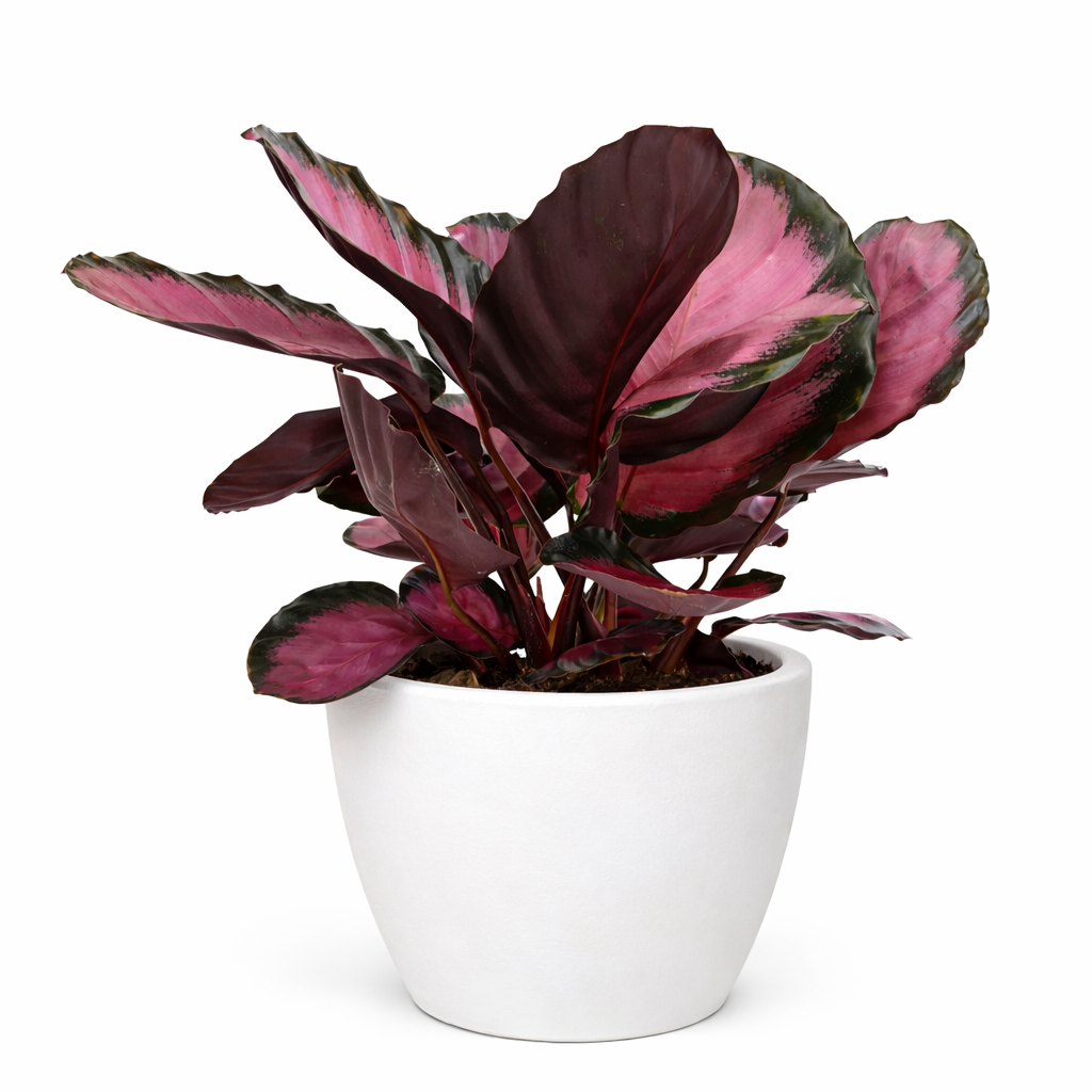 Calathea 'Purple Rose'-Indoor Plants-The Succulent Source