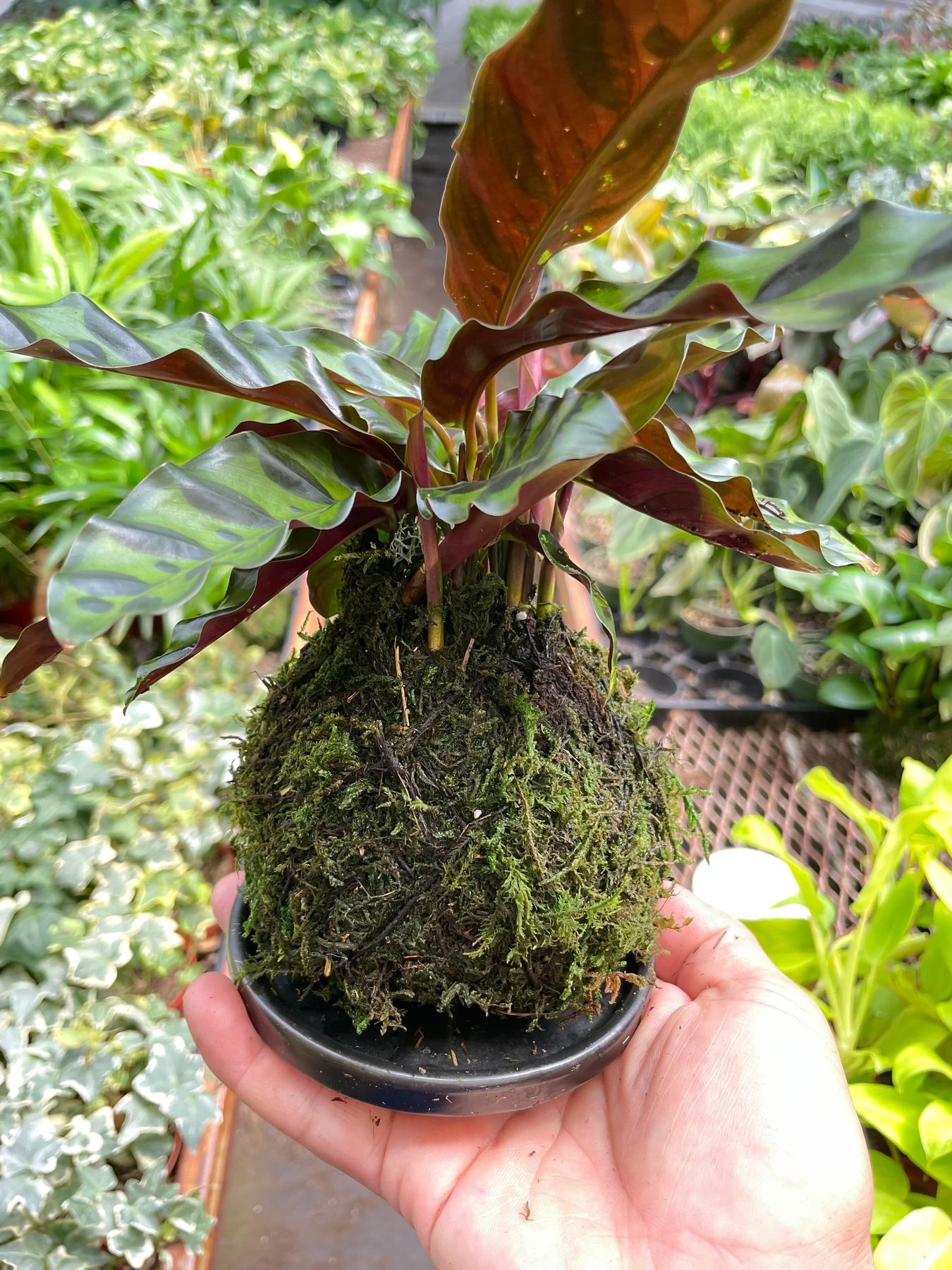 Calathea Rattlesnake Kokedama-The Succulent Source