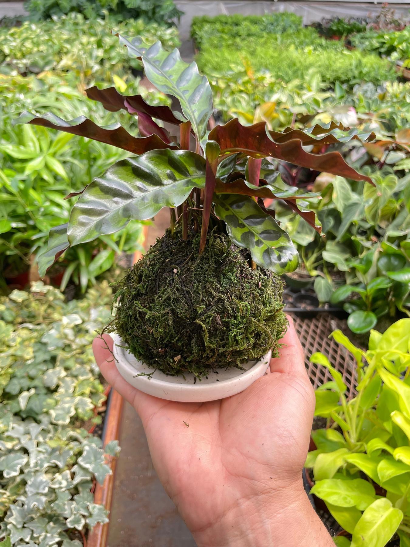 Calathea Rattlesnake Kokedama-The Succulent Source