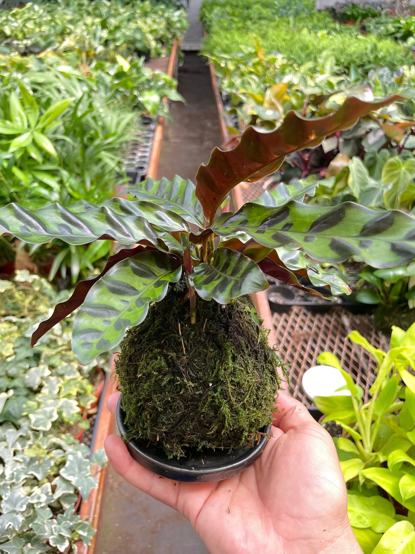 Calathea Rattlesnake Kokedama-The Succulent Source