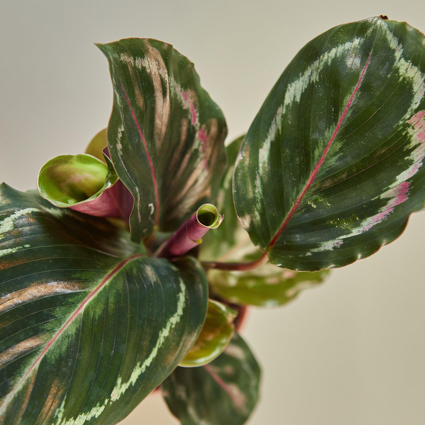 Calathea Roseopicta 'Medallion'-Indoor Plants-The Succulent Source