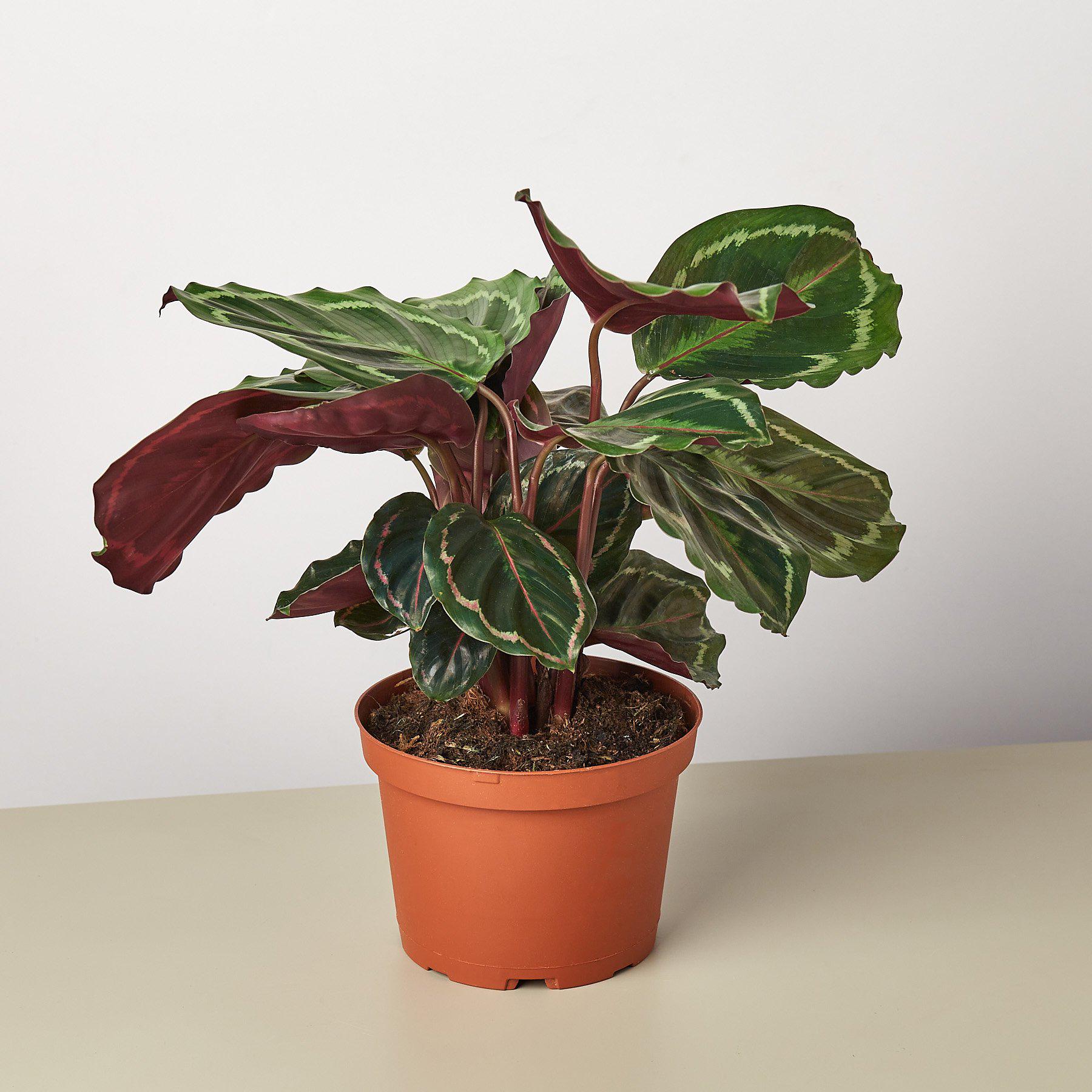 Calathea Roseopicta 'Medallion'-Indoor Plants-The Succulent Source
