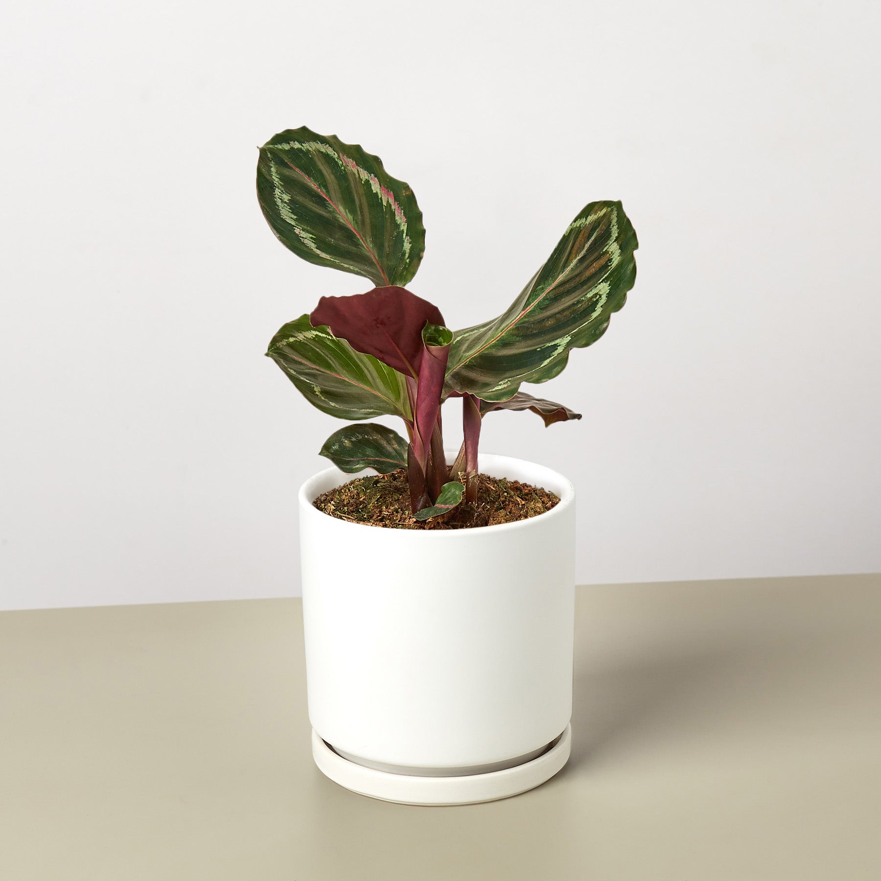 Calathea Roseopicta 'Medallion'-Indoor Plants-The Succulent Source