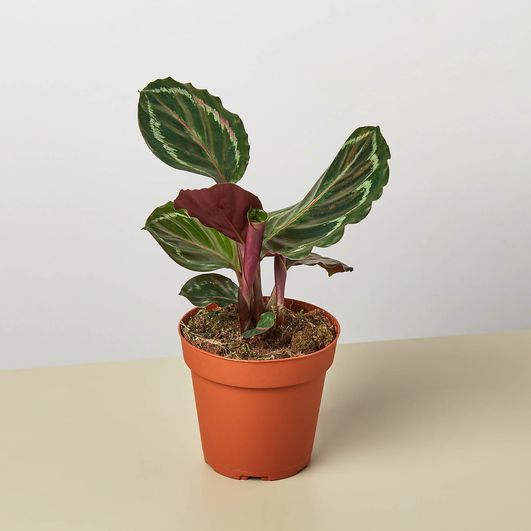 Calathea Roseopicta 'Medallion'-Indoor Plants-The Succulent Source
