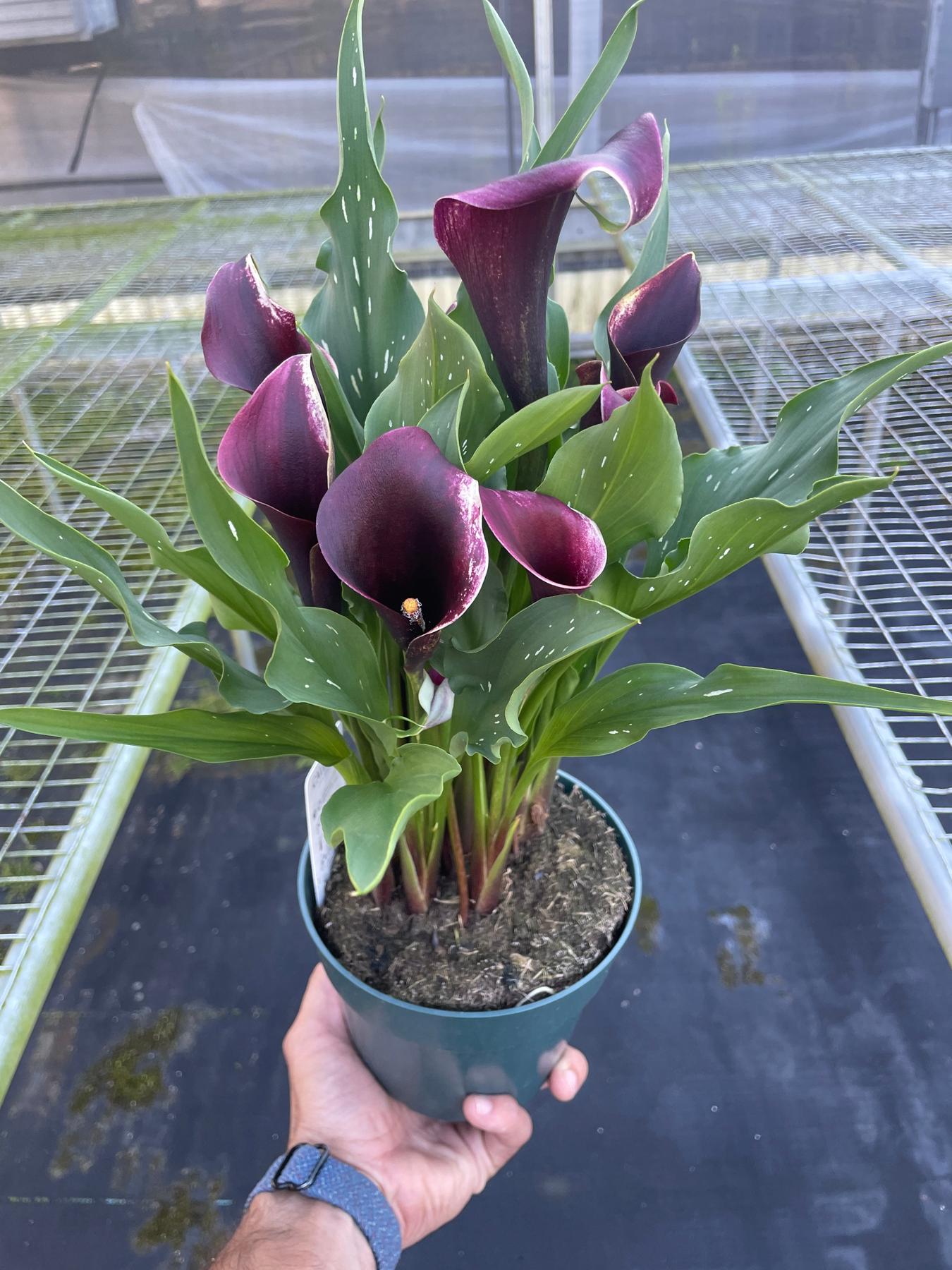 Calla Lily-6" Plant (2pk/$4.5) ($15 Ship/63oz)-The Succulent Source