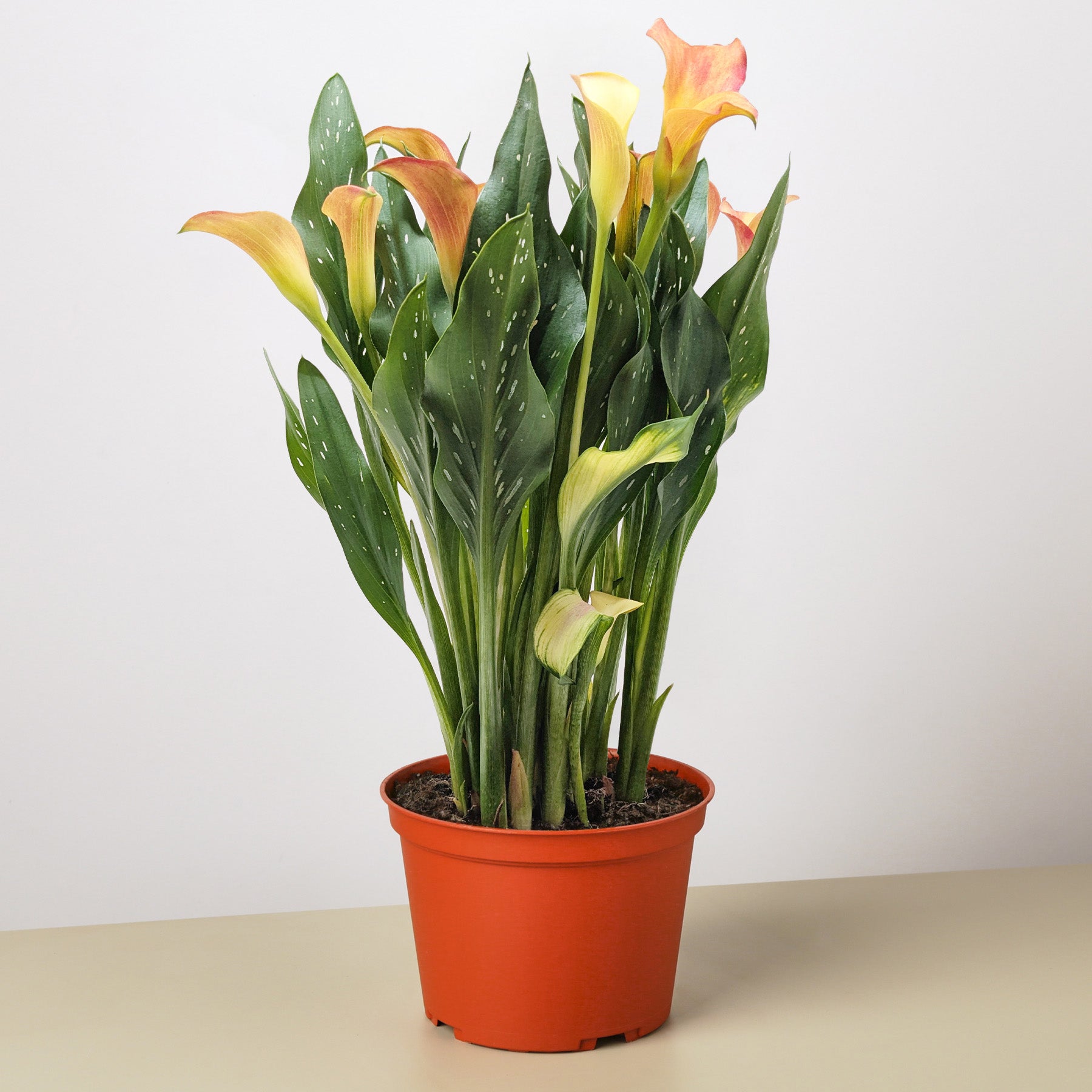 Calla Lily-6" Plant (2pk/$4.5) ($15 Ship/63oz)-The Succulent Source