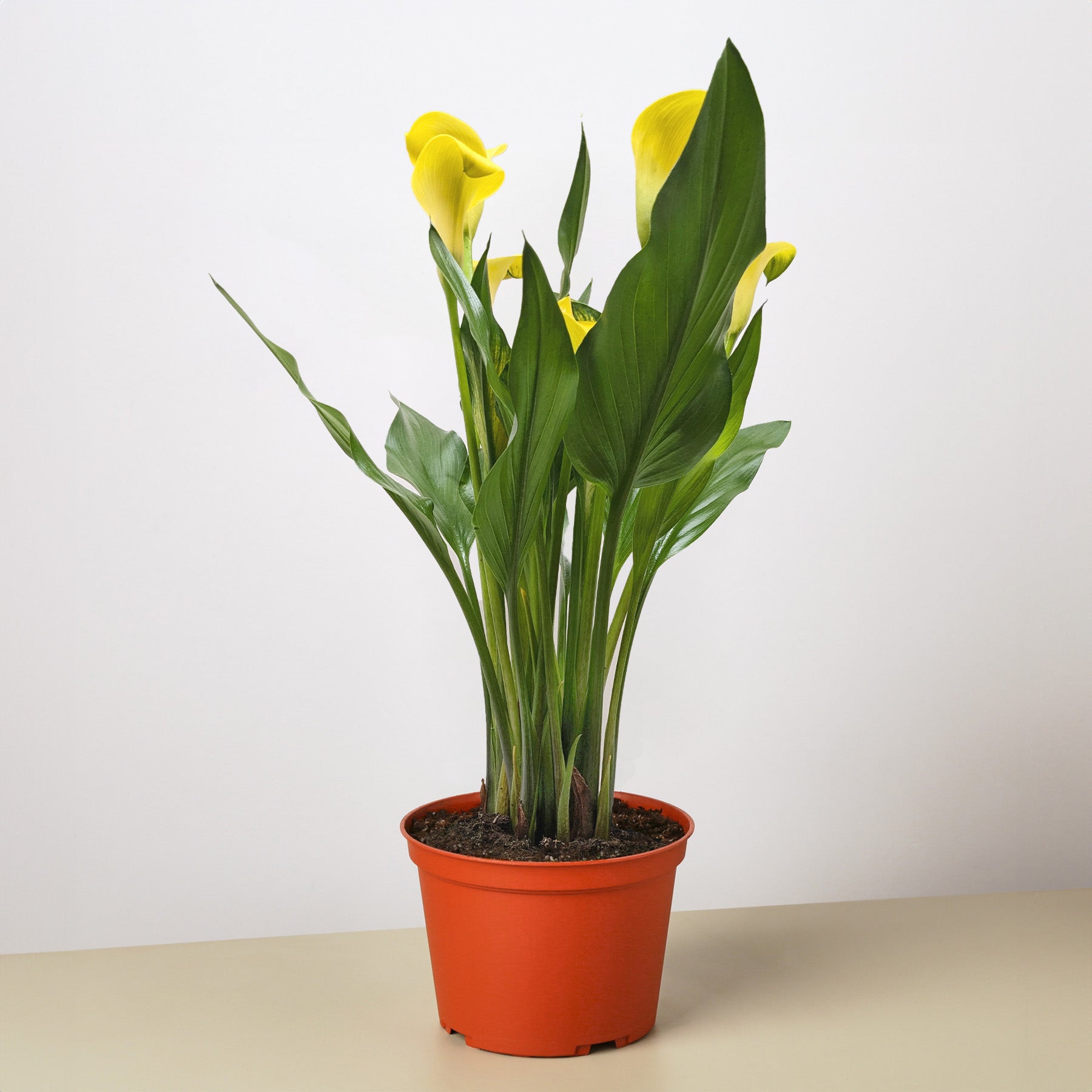 Calla Lily-6" Plant (2pk/$4.5) ($15 Ship/63oz)-The Succulent Source