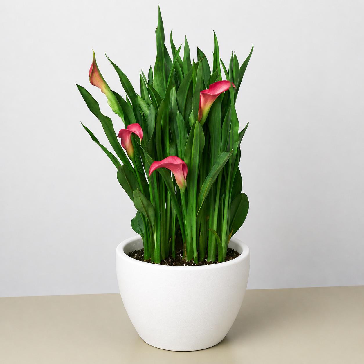 Calla Lily-6" Plant (2pk/$4.5) ($15 Ship/63oz)-The Succulent Source