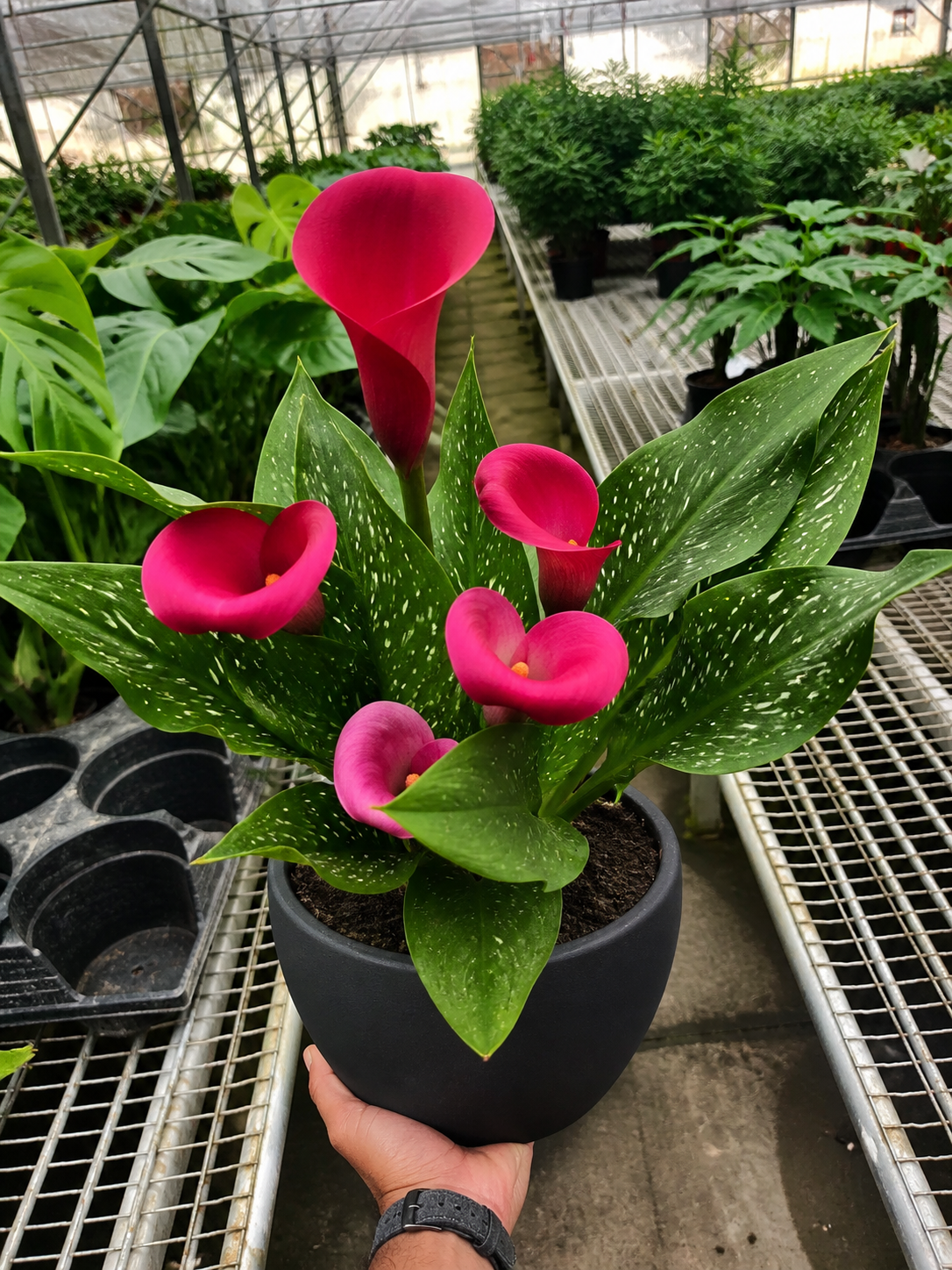 Calla Lily-6" Plant (2pk/$4.5) ($15 Ship/63oz)-The Succulent Source
