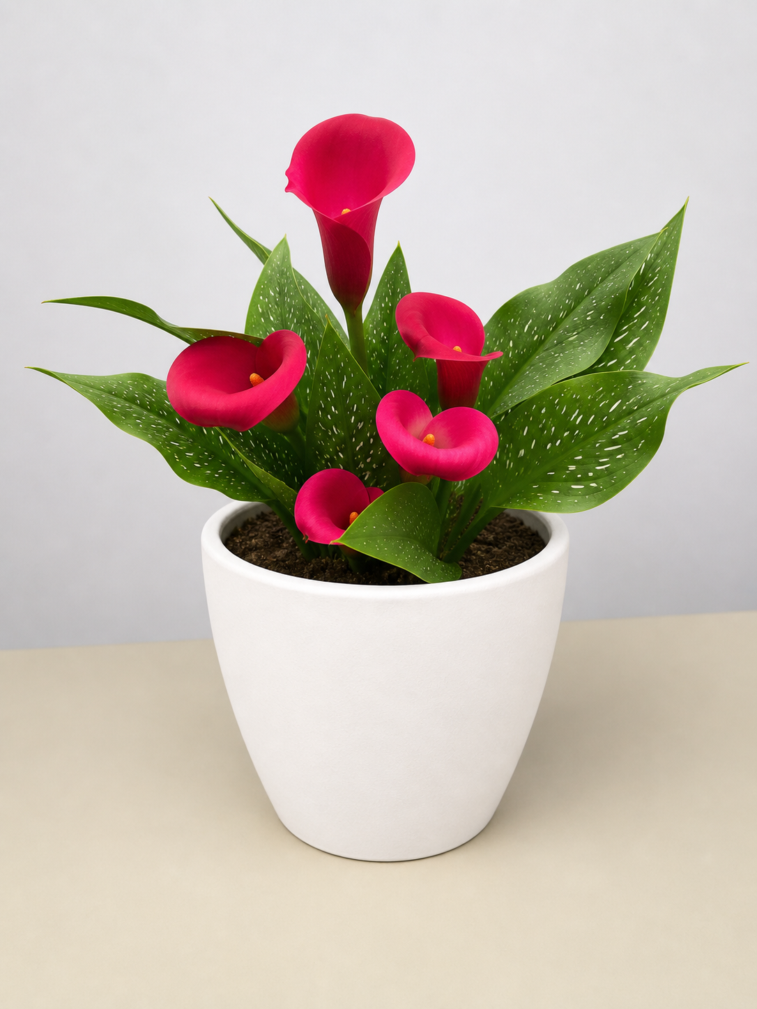 Calla Lily-6" Plant (2pk/$4.5) ($15 Ship/63oz)-The Succulent Source