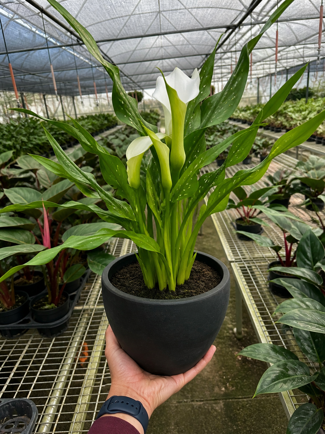 Calla Lily-6" Plant (2pk/$4.5) ($15 Ship/63oz)-The Succulent Source