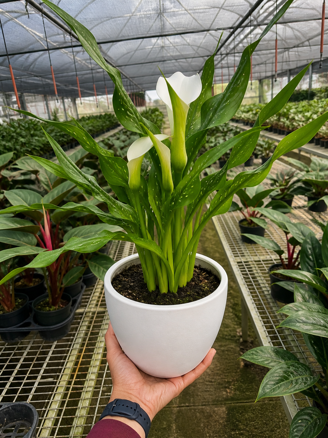 Calla Lily-6" Plant (2pk/$4.5) ($15 Ship/63oz)-The Succulent Source