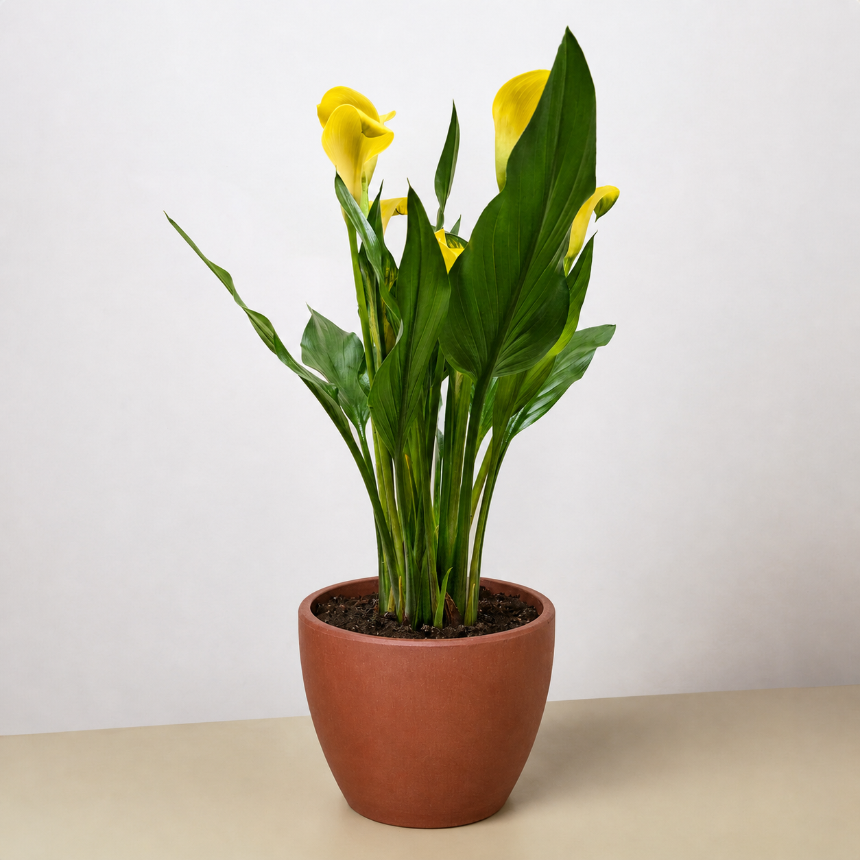 Calla Lily-6" Plant (2pk/$4.5) ($15 Ship/63oz)-The Succulent Source