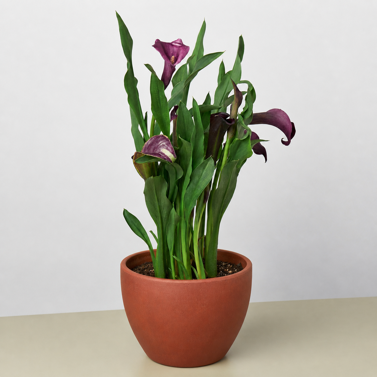 Calla Lily-6" Plant (2pk/$4.5) ($15 Ship/63oz)-The Succulent Source