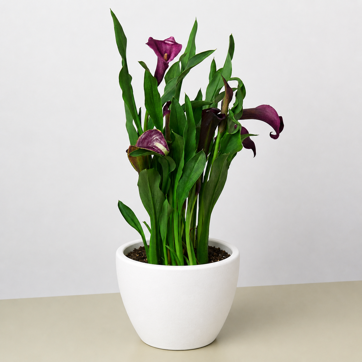 Calla Lily-6" Plant (2pk/$4.5) ($15 Ship/63oz)-The Succulent Source