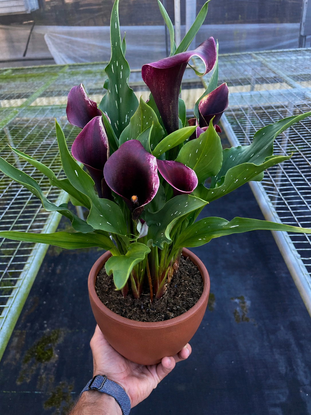 Calla Lily-6" Plant (2pk/$4.5) ($15 Ship/63oz)-The Succulent Source