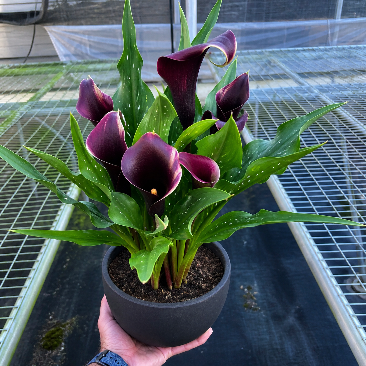Calla Lily-6" Plant (2pk/$4.5) ($15 Ship/63oz)-The Succulent Source