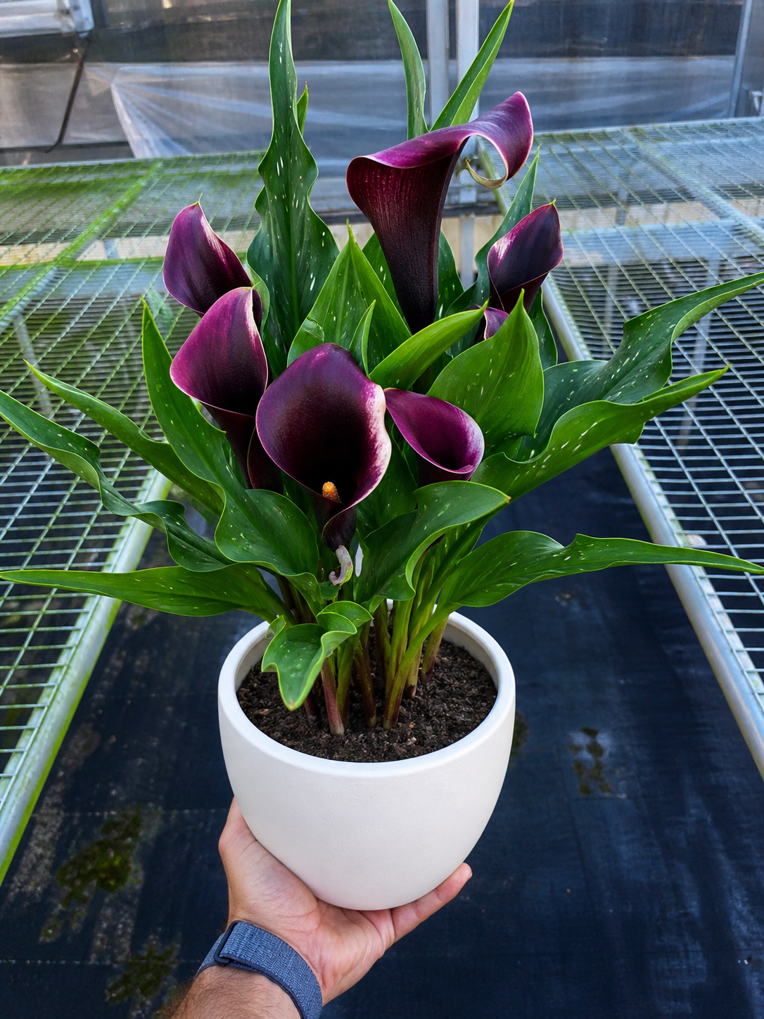 Calla Lily-6" Plant (2pk/$4.5) ($15 Ship/63oz)-The Succulent Source