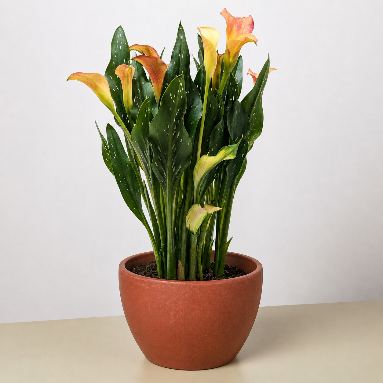 Calla Lily-6" Plant (2pk/$4.5) ($15 Ship/63oz)-The Succulent Source